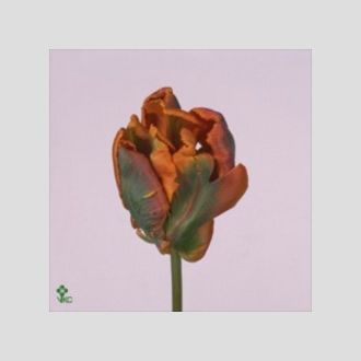 тюльпан parrot Orange Rococo