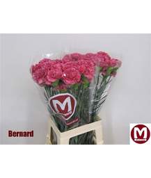гвоздика Bernard