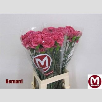 гвоздика Bernard