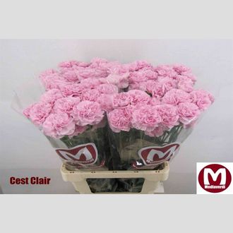 гвоздика Cest Clair