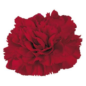 гвоздика Crimson Tempo
