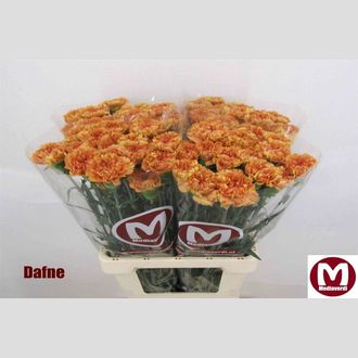 гвоздика Dafne