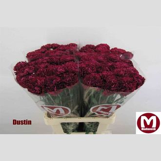 гвоздика Dustin