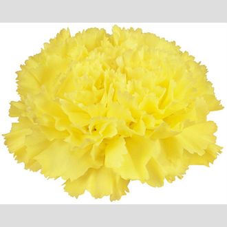 гвоздика Kiro-Hermes Yellow