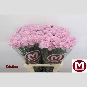гвоздика Kristina
