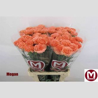 гвоздика Megan