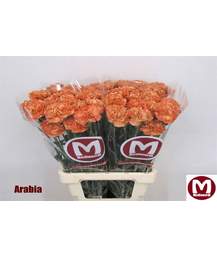 гвоздика Arabia
