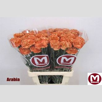 гвоздика Arabia