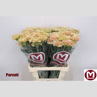 гвоздика Parvati