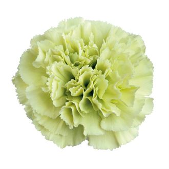 гвоздика Prado Mint