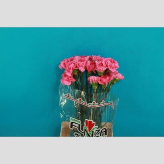 гвоздика Tonic Golem
