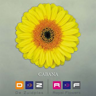 гербера Cabana FFP