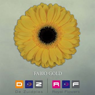 гербера Classic Fabio Gold FFP