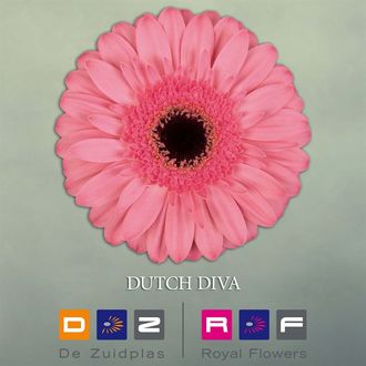 гербера Dutch Diva FFP