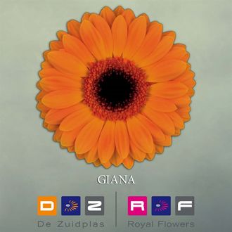 гербера Giana FFP