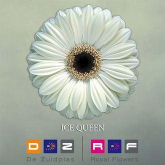 гербера Ice Queen FFP
