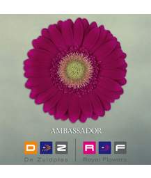 гербера Ambassador FFP