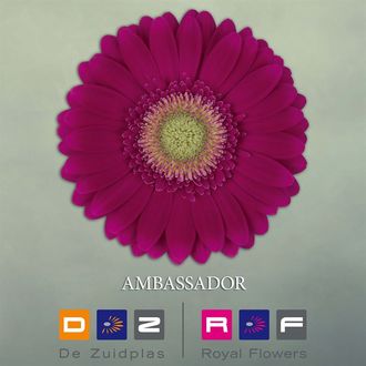 гербера Ambassador FFP