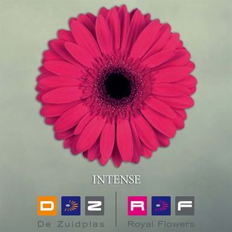 гербера Intense FFP