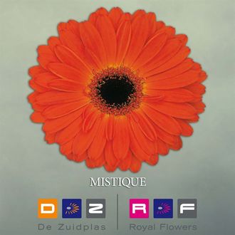 гербера Mistique FFP