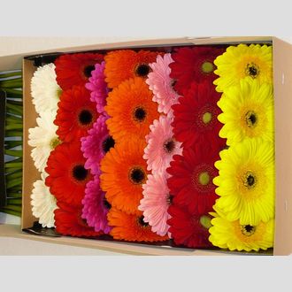 гербера Mix In Box
