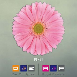 гербера Plot FFP
