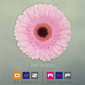 гербера Pre-Semmy FFP