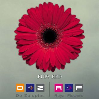 гербера Ruby Red FFP