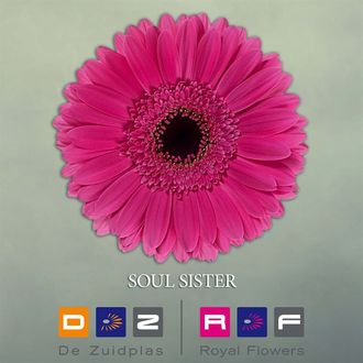 гербера Soul Sister