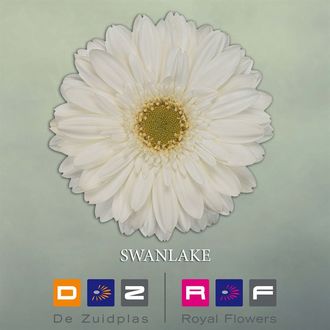 гербера Swanlake