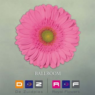 гербера Ballroom FFP