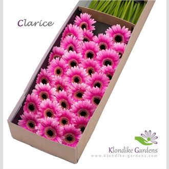 гермини Clarice