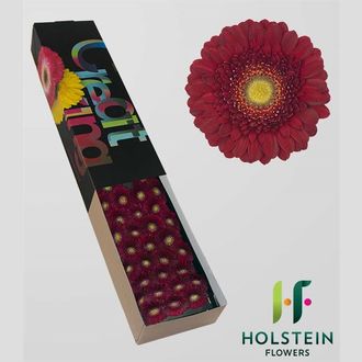 гермини Hotlips