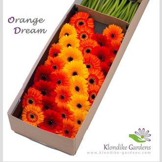 гермини MIX Diagonaal Orang Dream