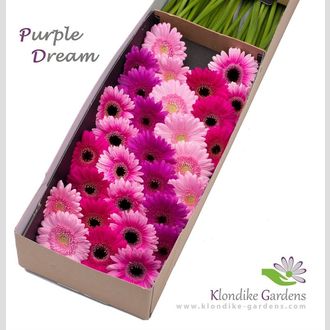гермини MIX Diagonaal Purple Dream