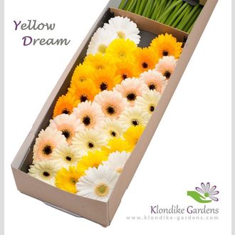 гермини MIX Diagonaal Yellow Dream