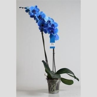 фаленопсис синий