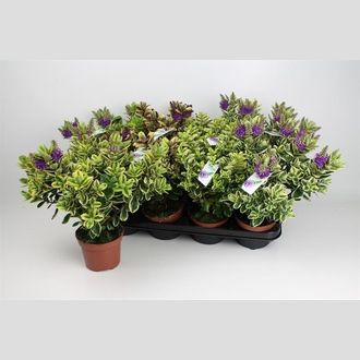 хебе