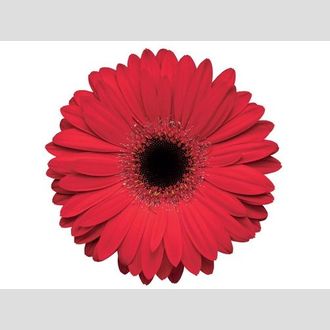 гербера на воде Ruby Red