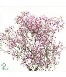 гипсофила My Pink