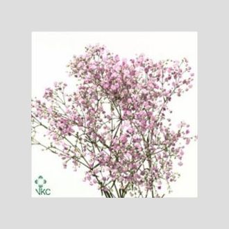 гипсофила My Pink