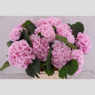 гортензия Lolly Pop Pink Light