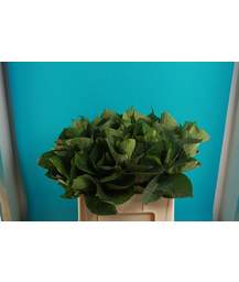 гортензия Macriphylla (blad)
