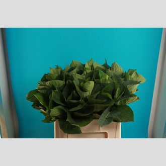 гортензия Macriphylla (blad)