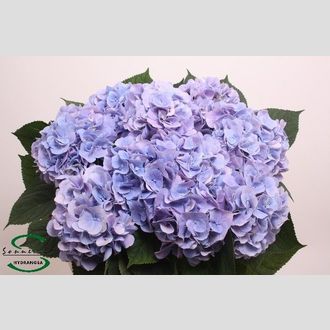 гортензия Marsepein Liliac Light