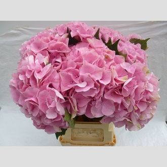 гортензия Marsepein Pink