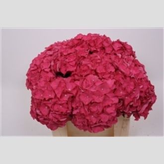 гортензия Rodeo Cerise