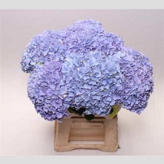 гортензия Fabulous Blue Lagune