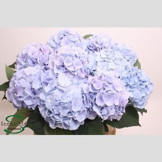 гортензия Verena Blue Light