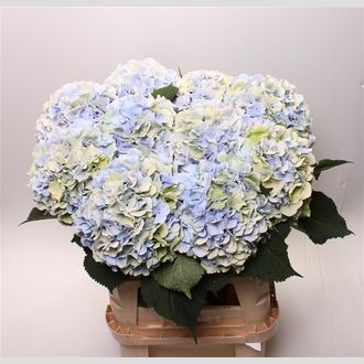 гортензия Verena Classic Green-Blue